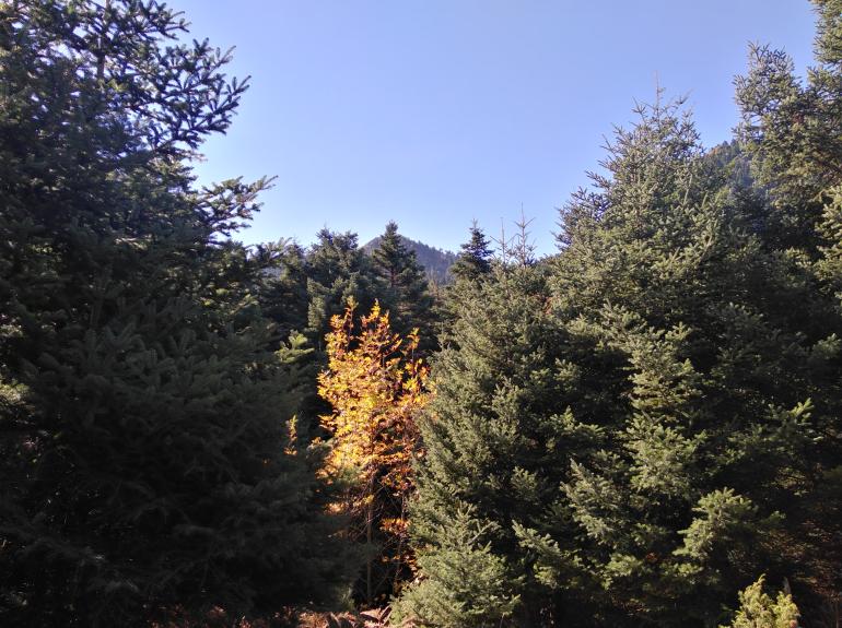 Καλλίδρομο 16/2 (η εκδρομή δε θα πραγματοποιθεί)