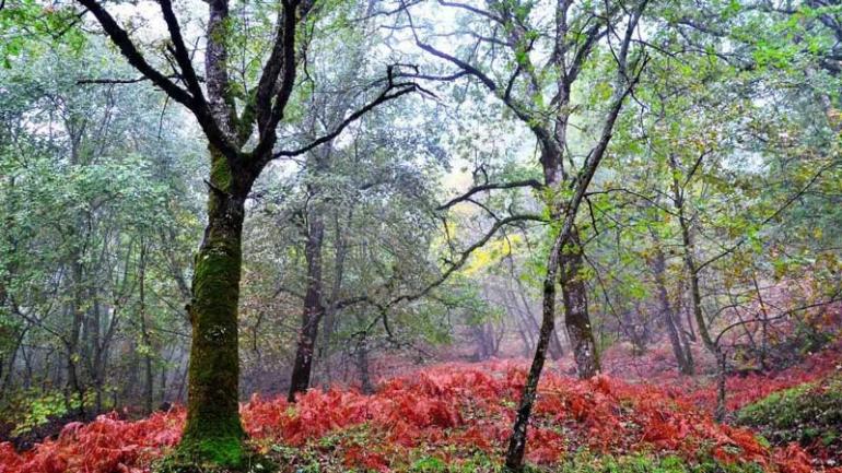 ΑΡΑΚΥΝΘΟΣ 14/9/2019