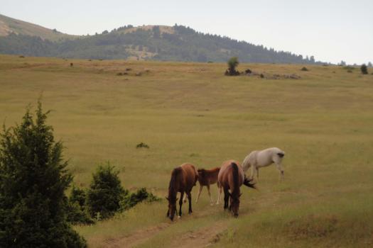 Add Image Description