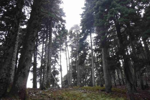 ΠΥΞΑΡΙΑΣ (ΟΡΕΙΒΑΤΙΚΟ ΤΜΗΜΑ)