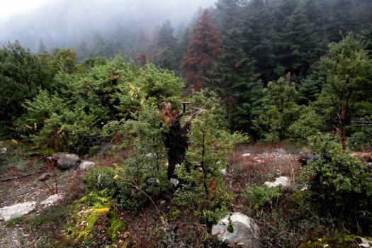 ΟΛΙΓΥΡΤΟΣ 24/1/2026