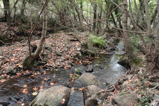 ΔΑΣΟΣ ΣΚΙΡΙΤΙΔΑΣ - ΠΗΓΕΣ ΕΥΡΩΤΑ