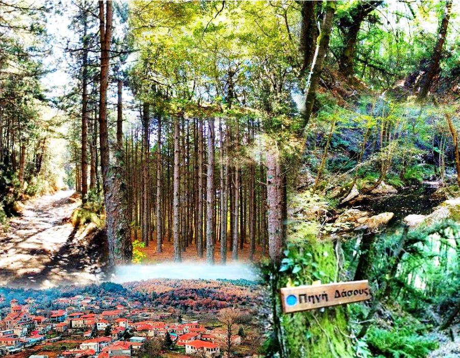 ΔΑΣΟΣ ΣΚΥΡΙΤΙΔΑΣ- ΠΗΓΕΣ ΕΥΡΩΤΑ