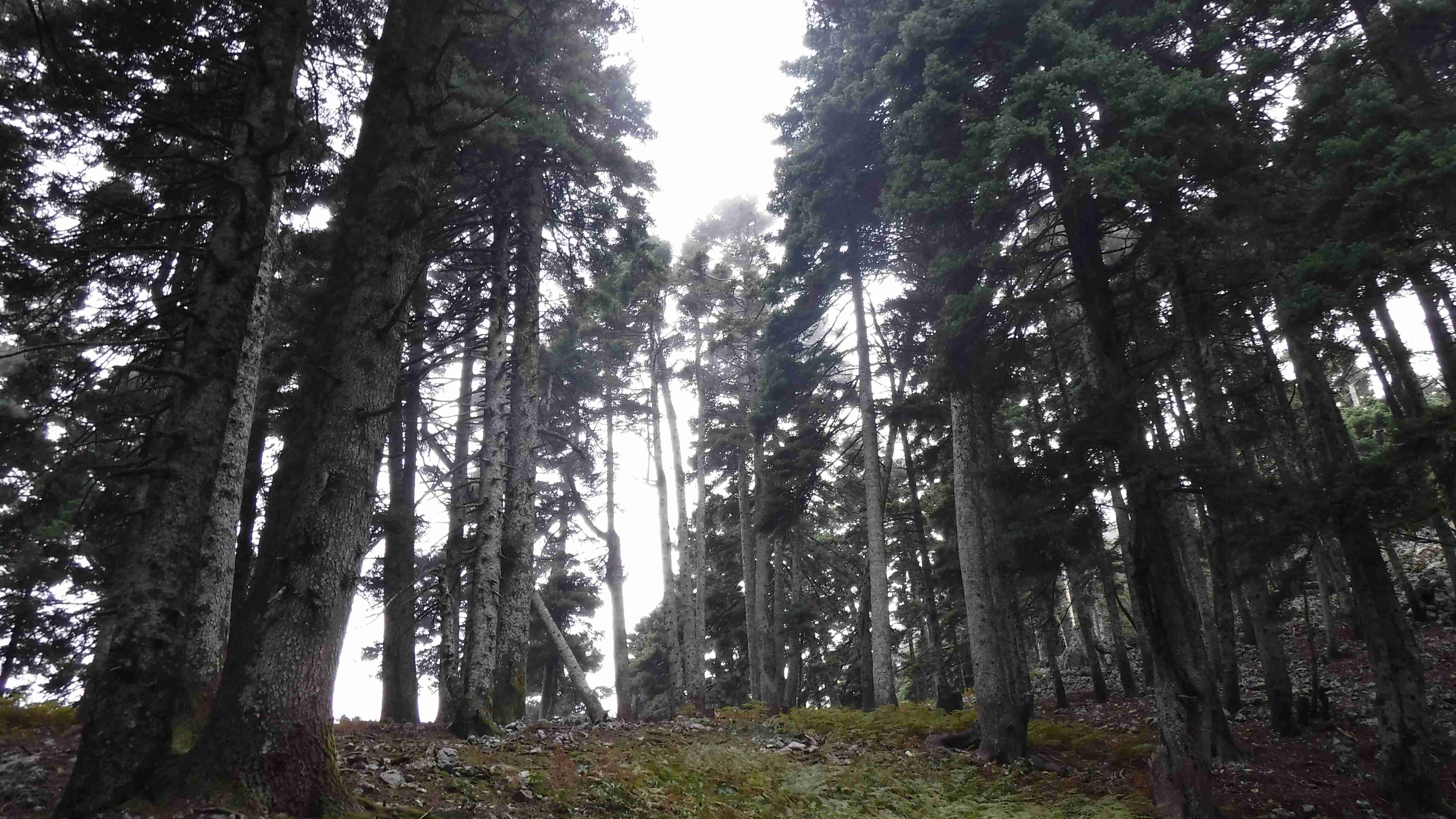 ΠΥΞΑΡΙΑΣ (ΟΡΕΙΒΑΤΙΚΟ ΤΜΗΜΑ)